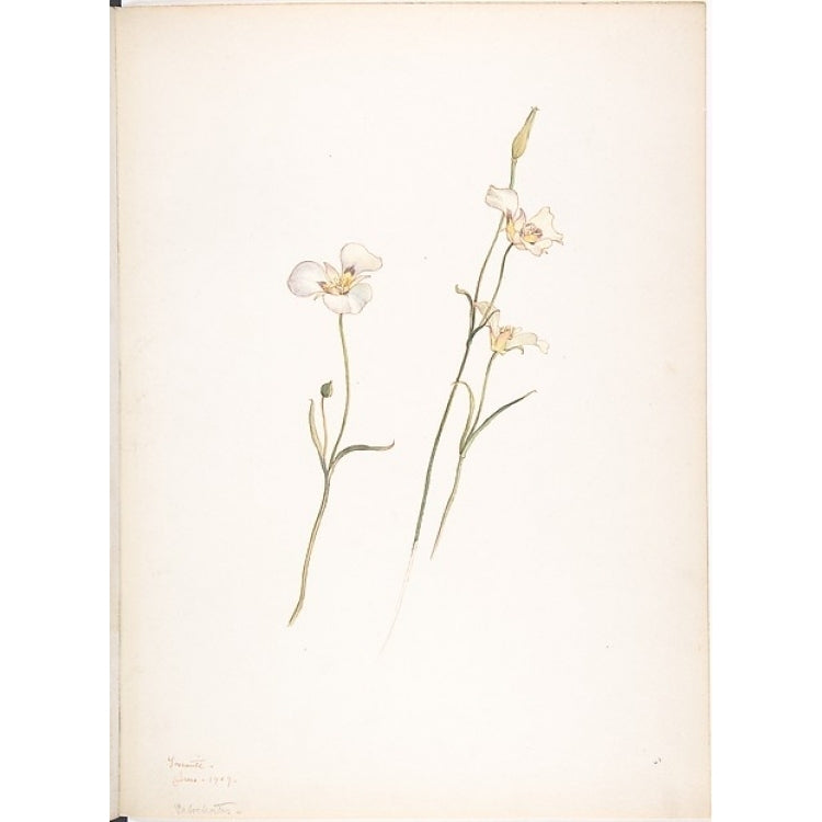 Sego Lilies Chalocortus nutallii Poster Print by Margaret Neilson Armstrong (American York 1867??1944 York) (18 Image 1