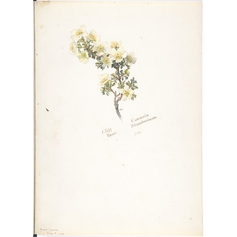 Cliff Rose Cowania Stansburiana Poster Print by Margaret Neilson Armstrong (American York 1867??1944 York) (18 Image 1