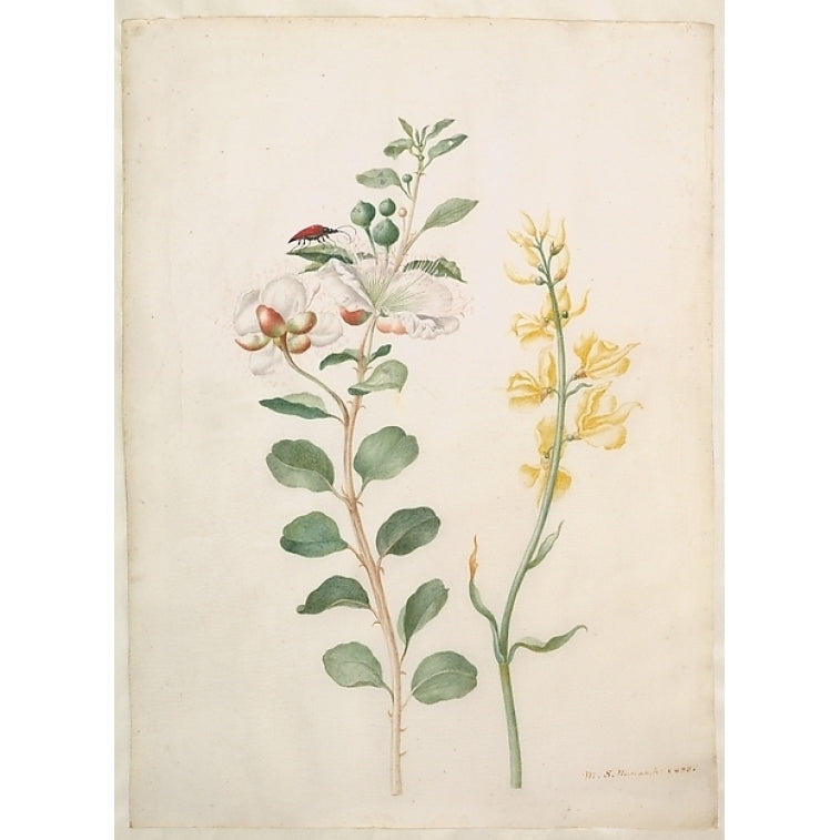 Study of Capers Gorse and a Beetle Poster Print by Maria Sibylla Merian (18 x 24) Image 1