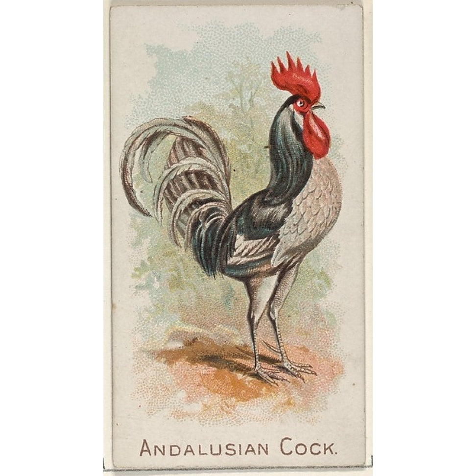 Andalusian Cock from the Prize and Game Chickens series (N20) for Allen and Ginter Cigarettes Poster Print (18 x 24) Image 1