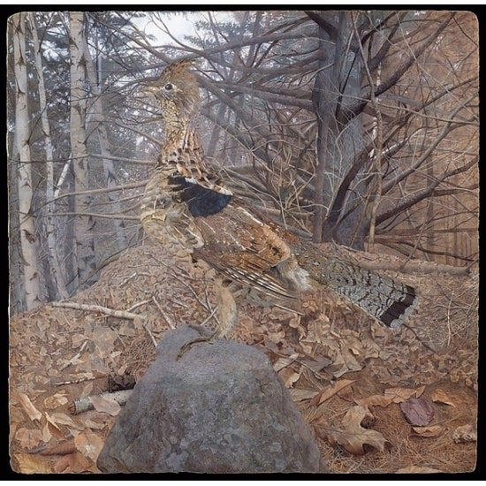 Male Ruffed Grouse in the Forest Poster Print by Gerald Thayer (American 1883 ??1939) (18 x 24) Image 1