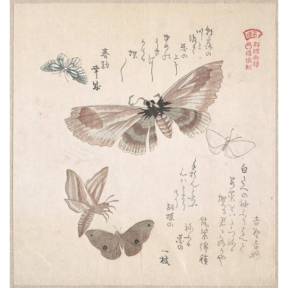 Various Moths and Butterflies Poster Print by Kubo Shunman (Japanese 1757 ??1820) (18 x 24) Image 1