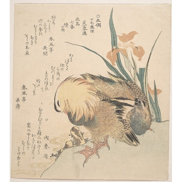 Pair of Mandarin Ducks and Iris Flowers Poster Print by Kubo Shunman (Japanese 1757 ??1820) (18 x 24) Image 1