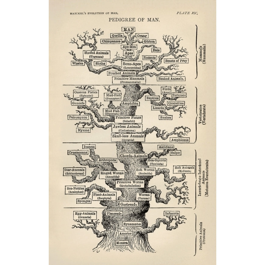 Ernst Haeckel - Pedigree of Man Poster Print (8 x 10) Image 1