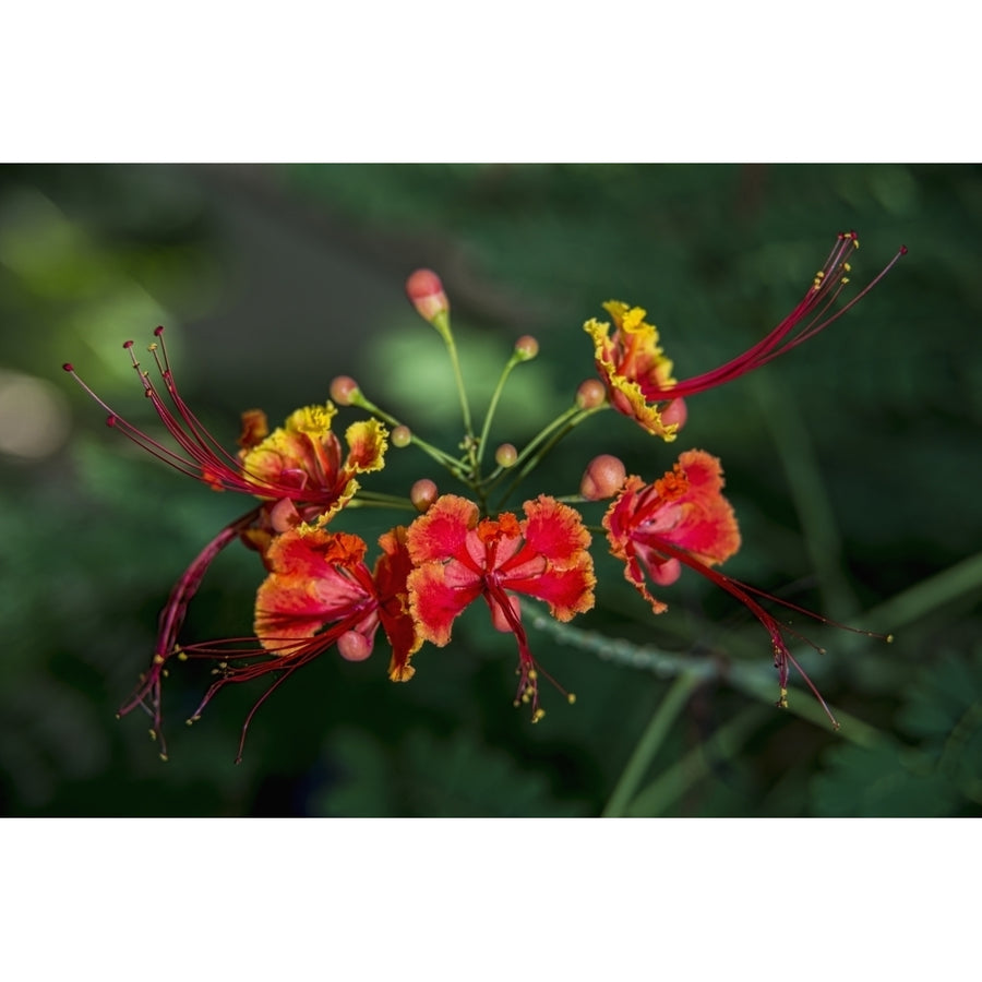 Pride of Barbados (8 x 10); Antigua West Indies Poster Print (8 x 10) Image 1