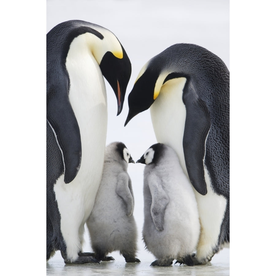 Adult Emperor Penguins (8 x 10) and chicks Snow Hill Island Antarctica Poster Print (8 x 10) Image 1