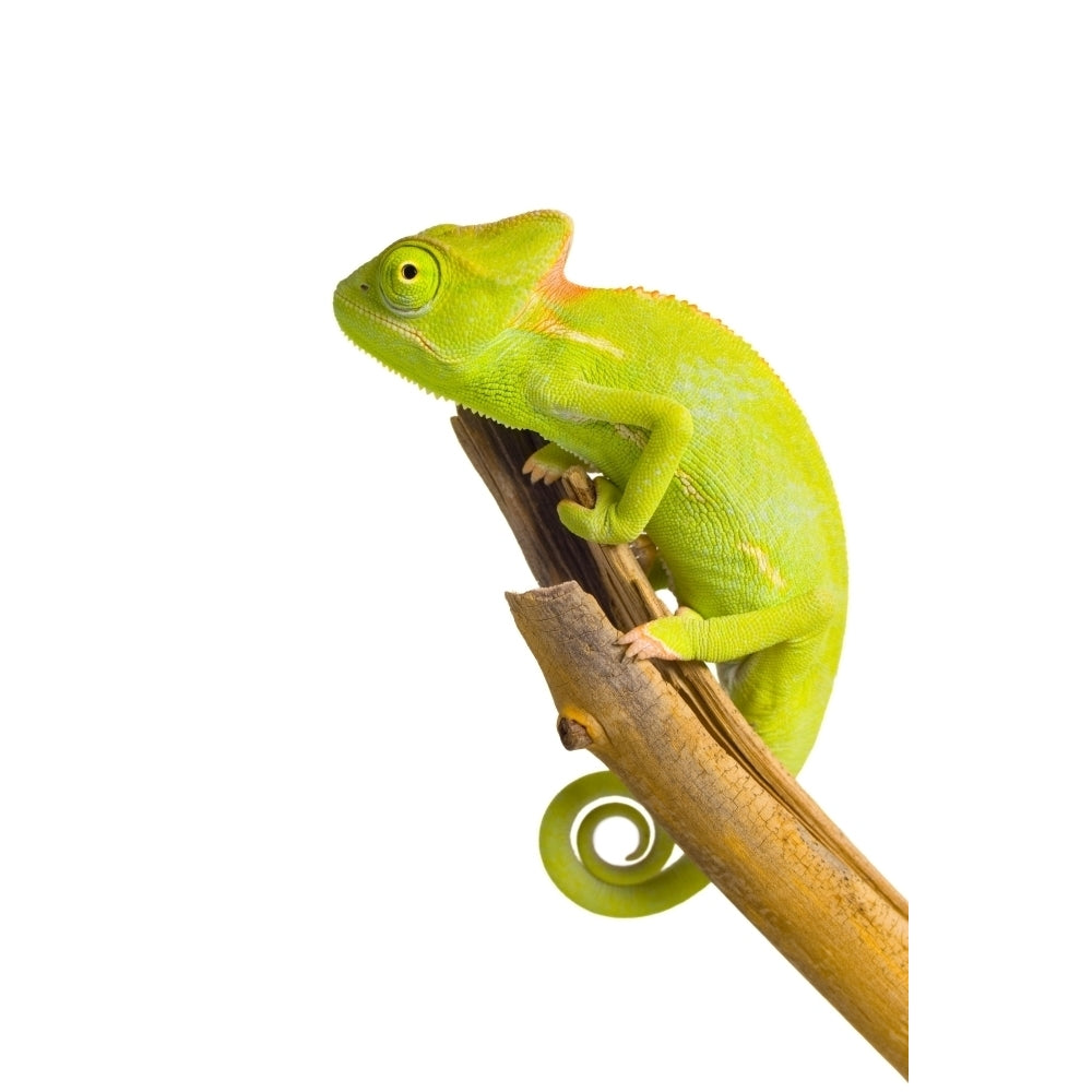 Veiled Chameleon (8 x 10) Poster Print (8 x 10) Image 1