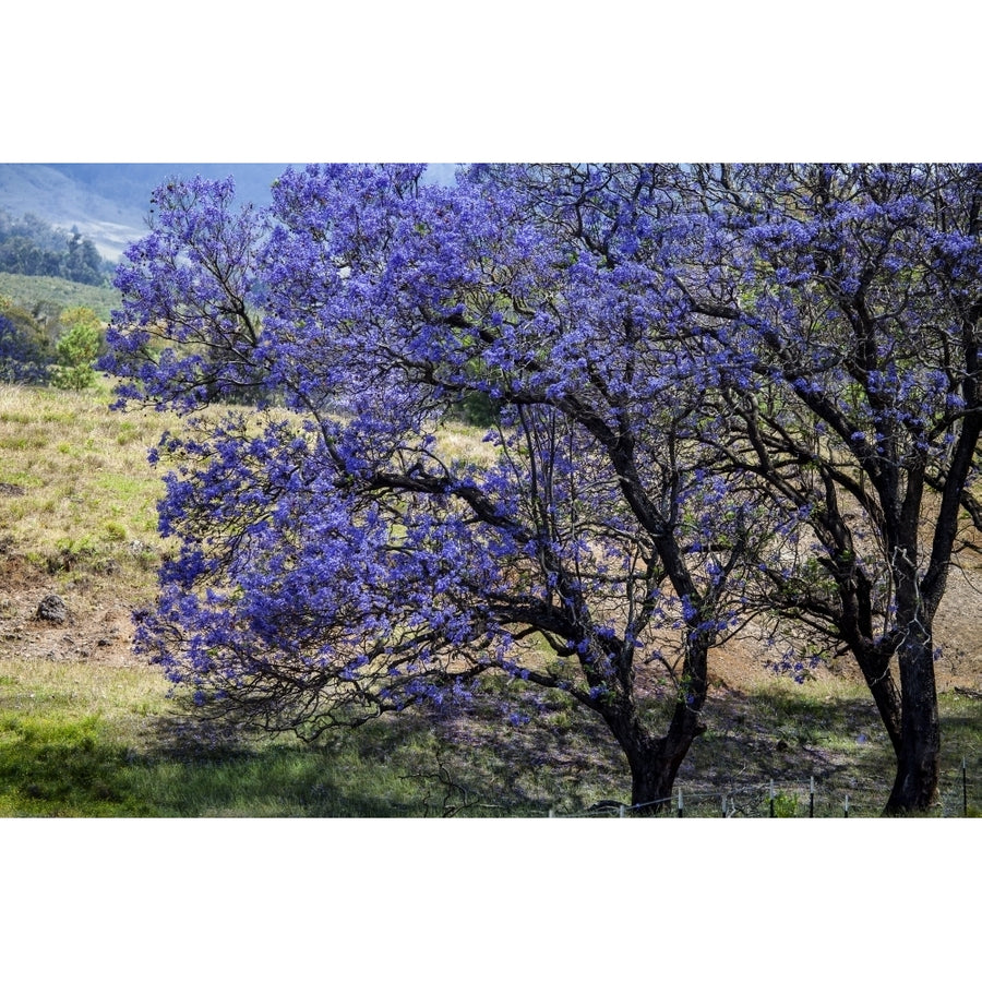 A Jacaranda tree full of purple blossoms; Maui Hawaii United States of America Poster Print (8 x 10) Image 1