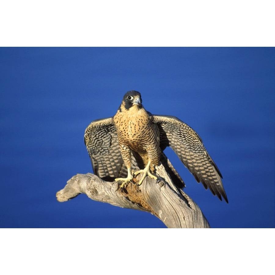 Peregrine Falcon On Perch Poster Print (8 x 10) Image 1