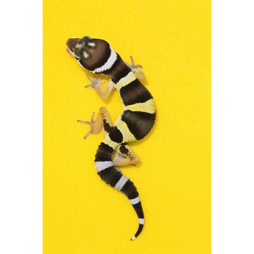 Baby Leopard Gecko On Yellow Poster Print (8 x 10) Image 1