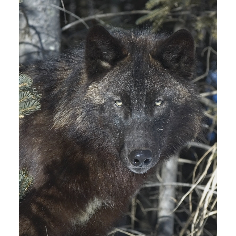 Black Timber Wolf Poster Print (8 x 10) Image 1