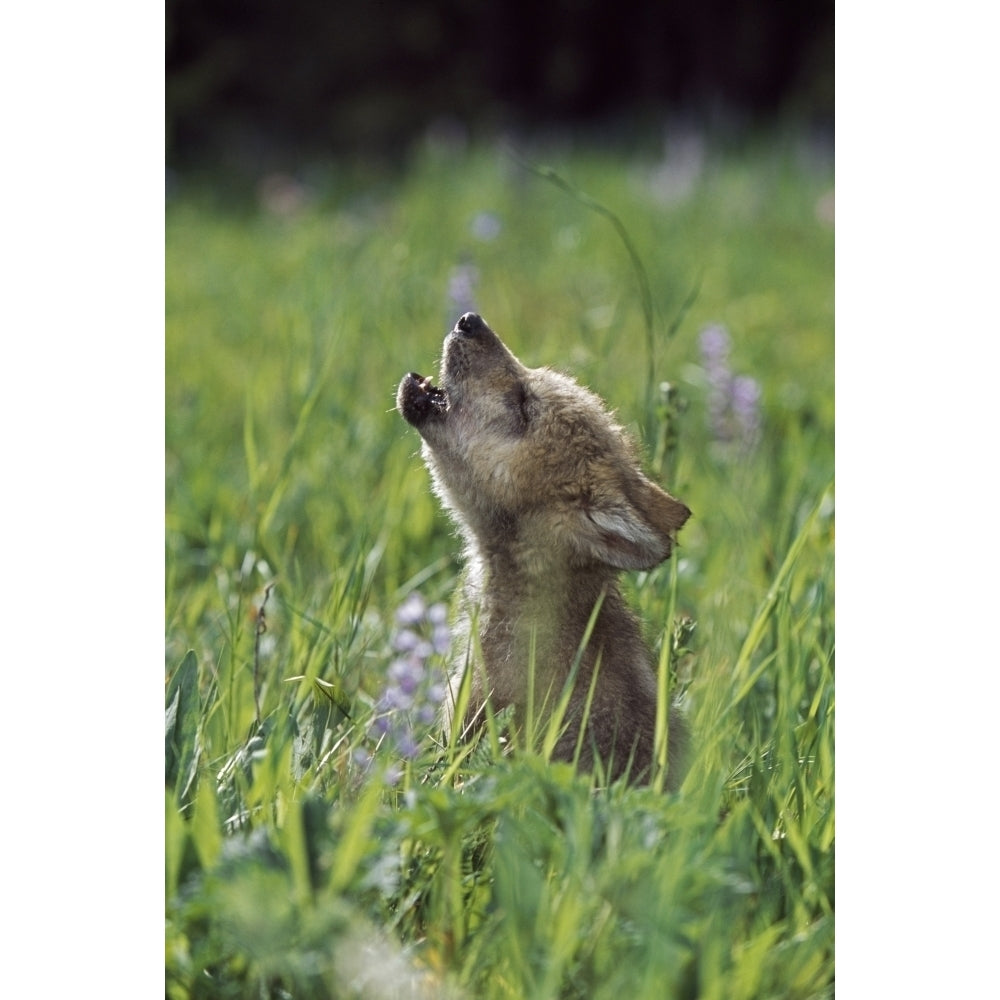 Wolf Puppy Howling In Mountain Meadow Poster Print (8 x 10) Image 1