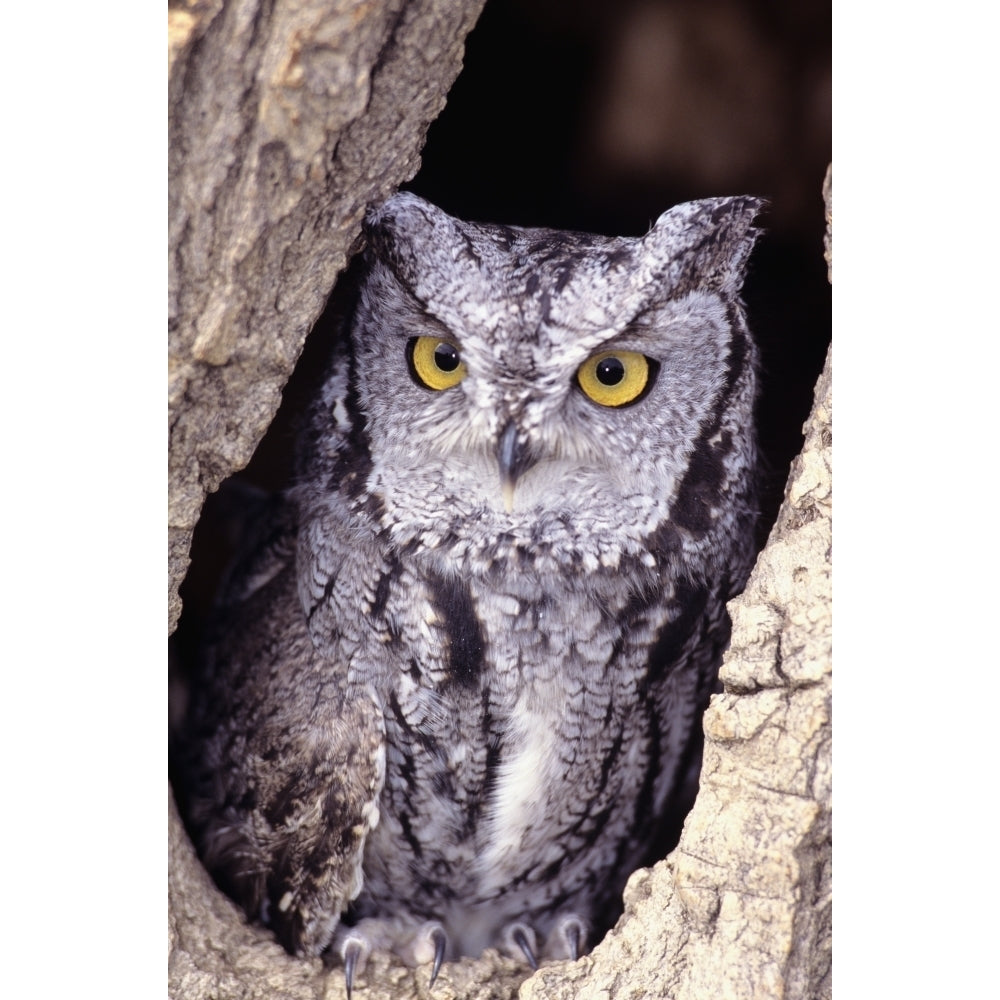 Western Screech Owl (8 x 10) in hollow Cottonwood tree Poster Print (8 x 10) Image 1