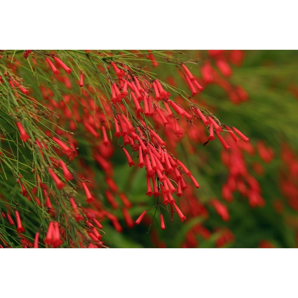 Russelia Equisetiformis Firecracker Plant Poster Print (8 x 10) Image 1