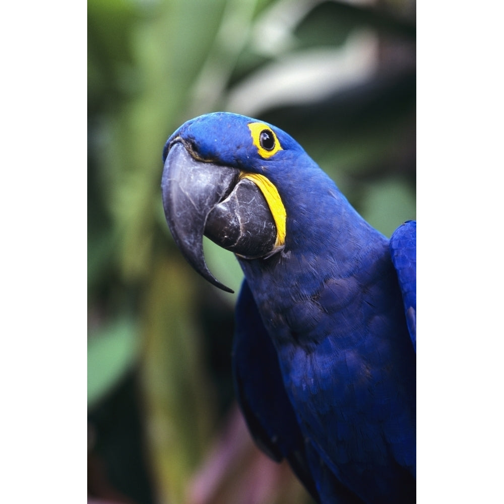 Blue and yellow Hyacinth Macaw bird Poster Print (8 x 10) Image 1