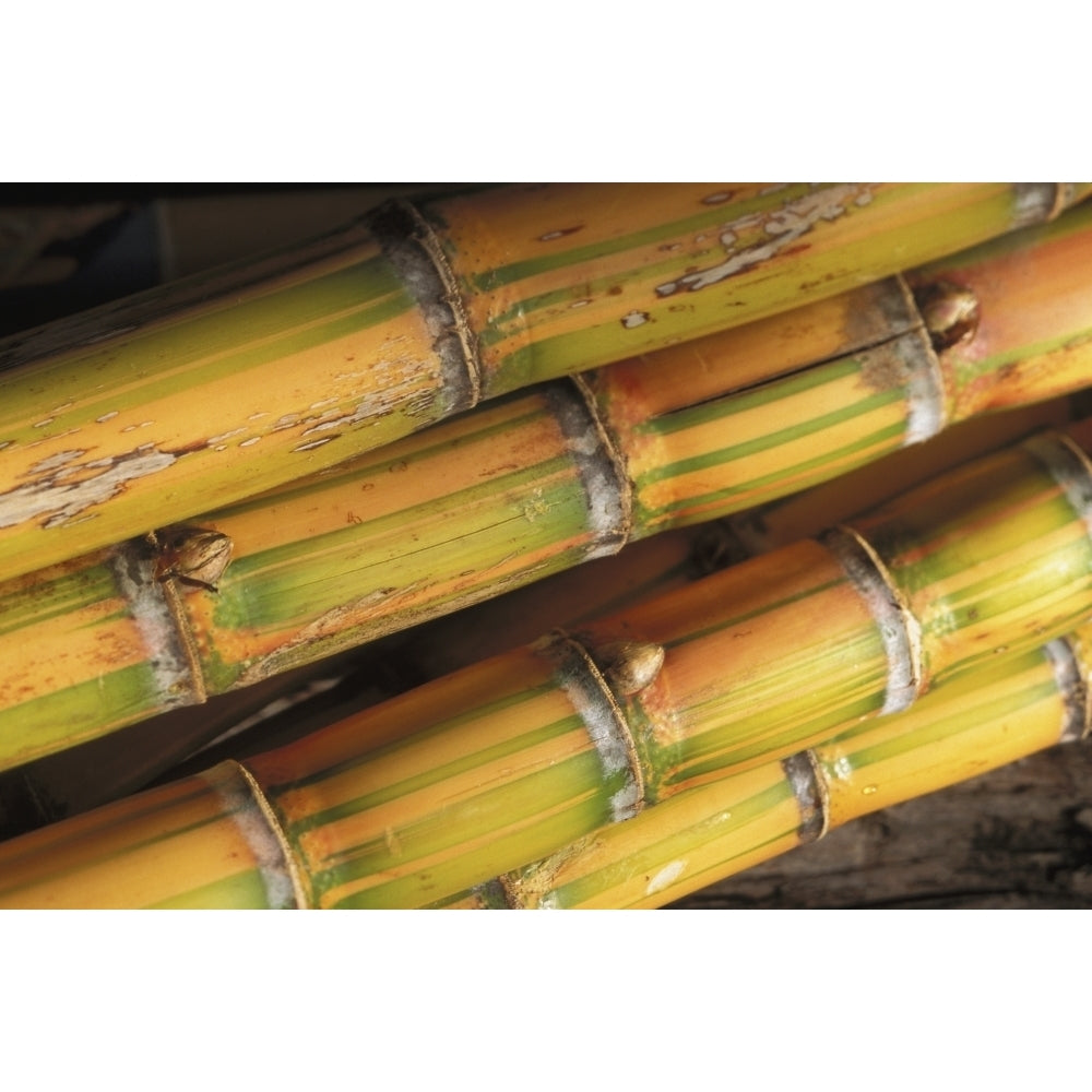 Close-Up Detail Of Mature Sugar Cane Stalks Poster Print (8 x 10) Image 1