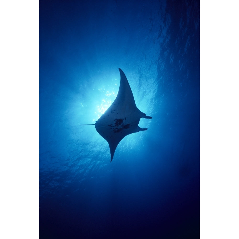 Hawaii Common Manta Ray Silhouette (8 x 10) A86B Poster Print (8 x 10) Image 1