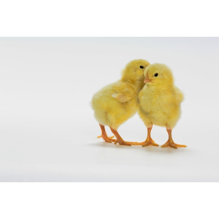 Yellow Chicks. Baby Chickens. Poster Print (8 x 10) Image 1