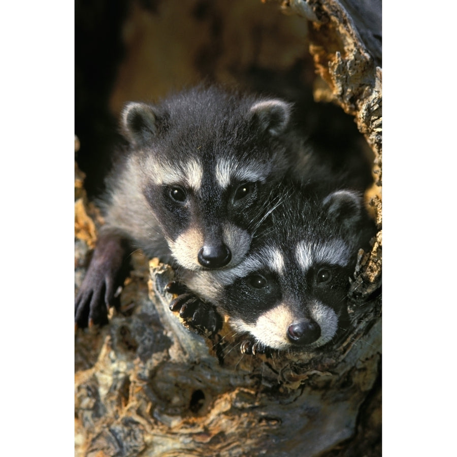 Raccoon Young (8 x 10) In Tree Hollow. Spring. Rocky Mountains. Poster Print (8 x 10) Image 1