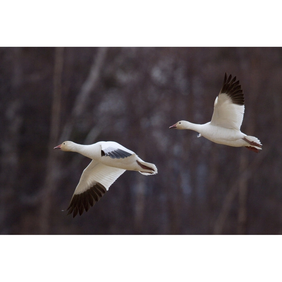 Two Snow Geese In Flight During Spring In The Matanuska Valley Southcentral Alaska Poster Print (8 x 10) Image 1