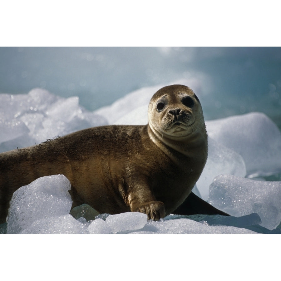 Harbor Seal Pup On Ice Pack Tracy Arm Se Alaska Summer Fords-Terror Wilderness Area Poster Print (8 x 10) Image 1