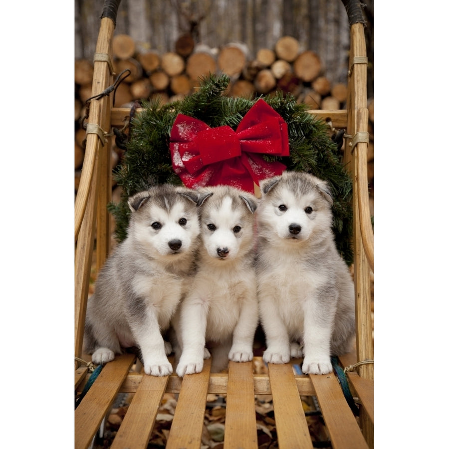 Siberian Husky Puppies In Traditional Wooden Dog Sled With Christmas Wreath Alaska Poster Print (8 x 10) Image 1