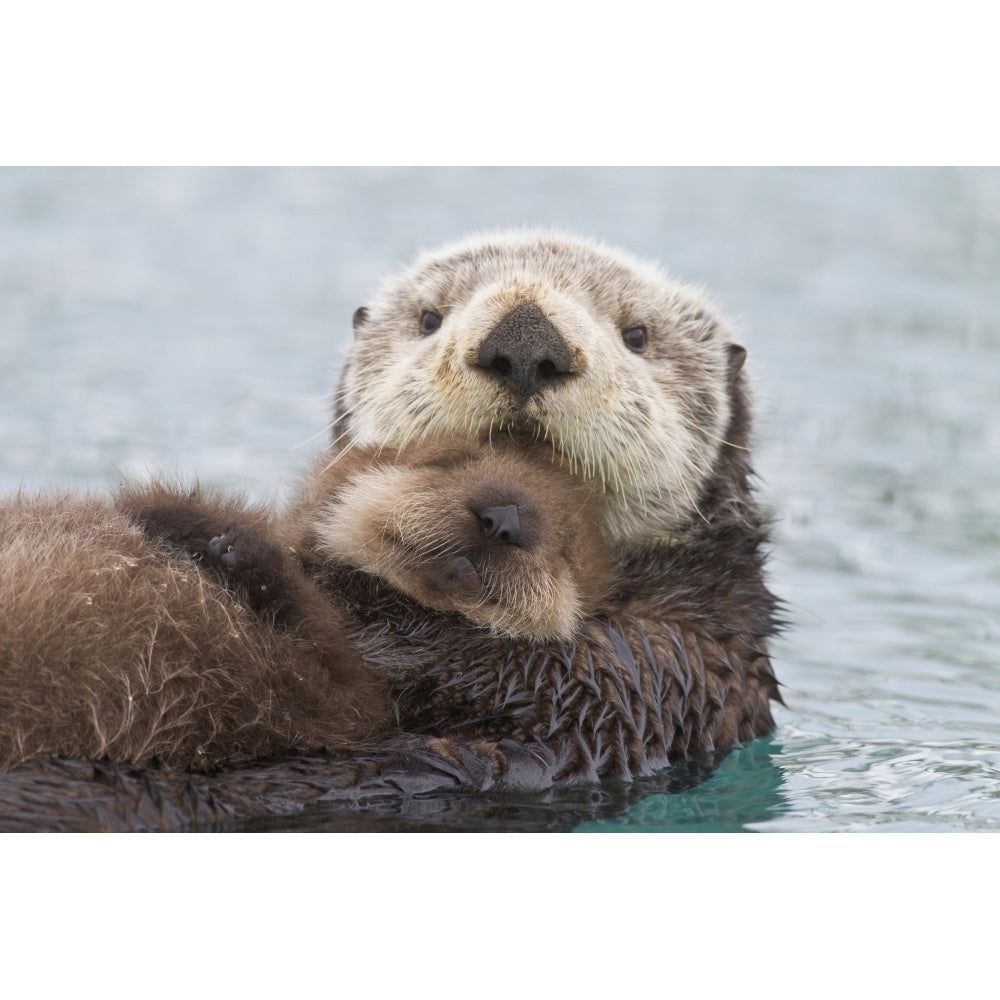 Female Sea Otter Holding Newborn Pup Out Of Water Prince William Sound Southcentral Alaska Winter Print (8 x 10) Image 1