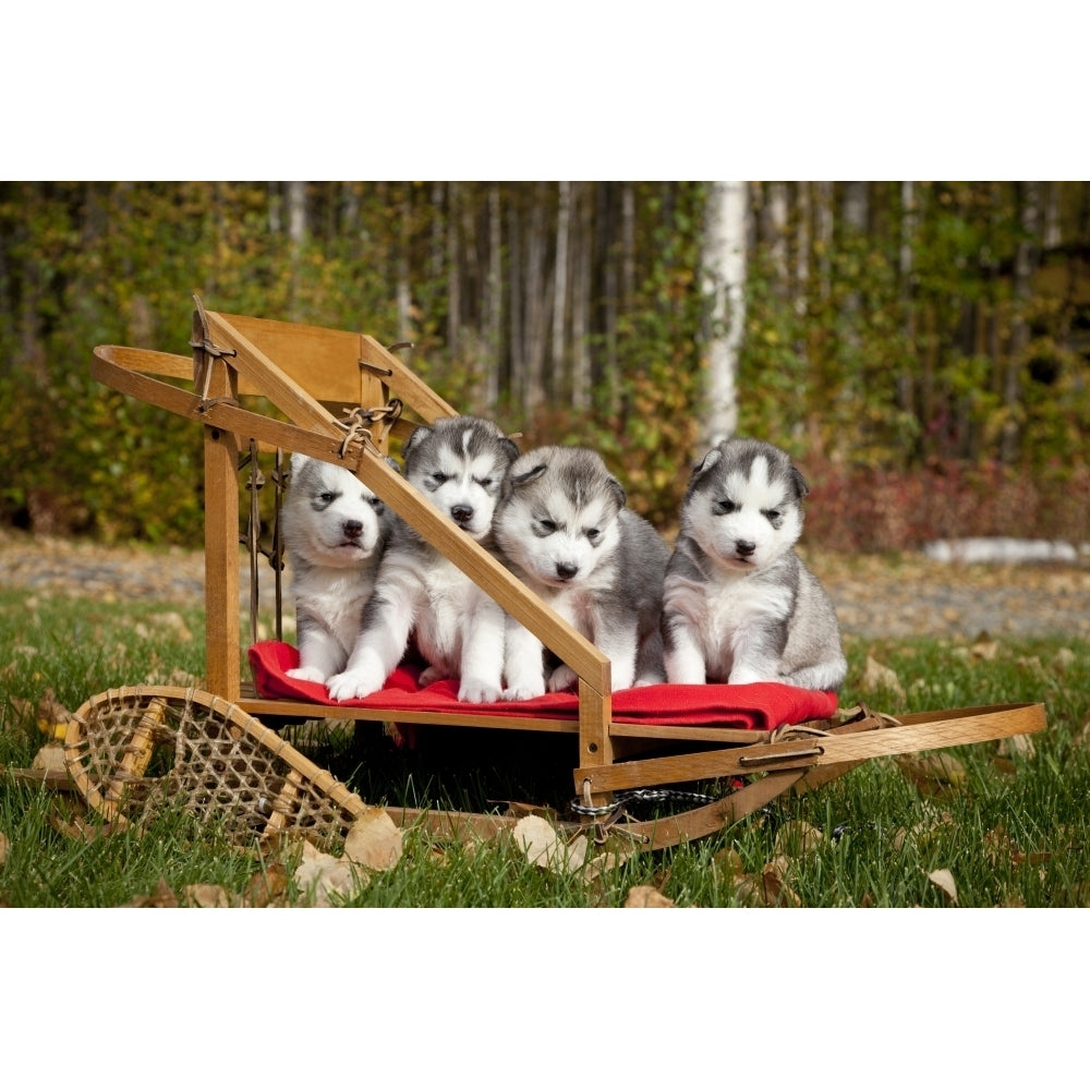 Pure-Bred Siberian Husky Puppies In Small Wooden Dog Sled Alaska Poster Print (8 x 10) Image 1