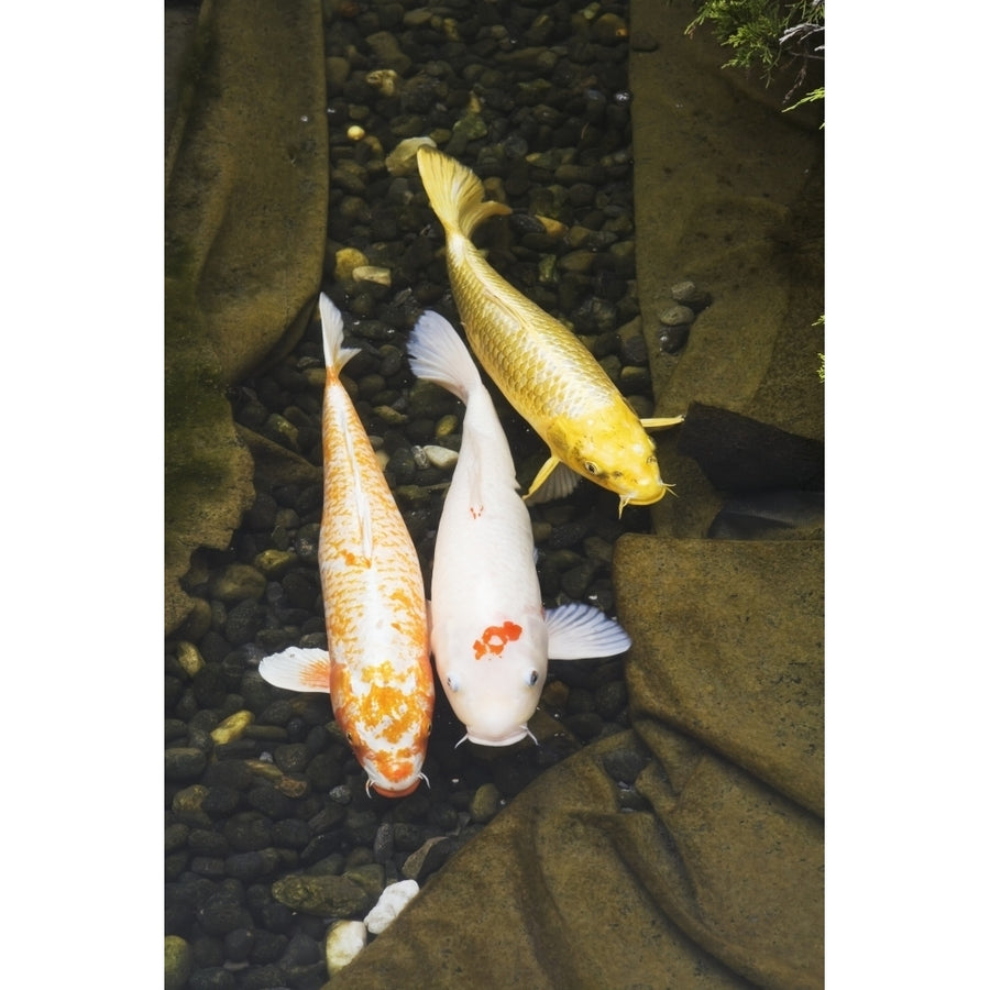 Three japanese koi fish in a pond;Montreal quebec canada Poster Print (8 x 10) Image 1