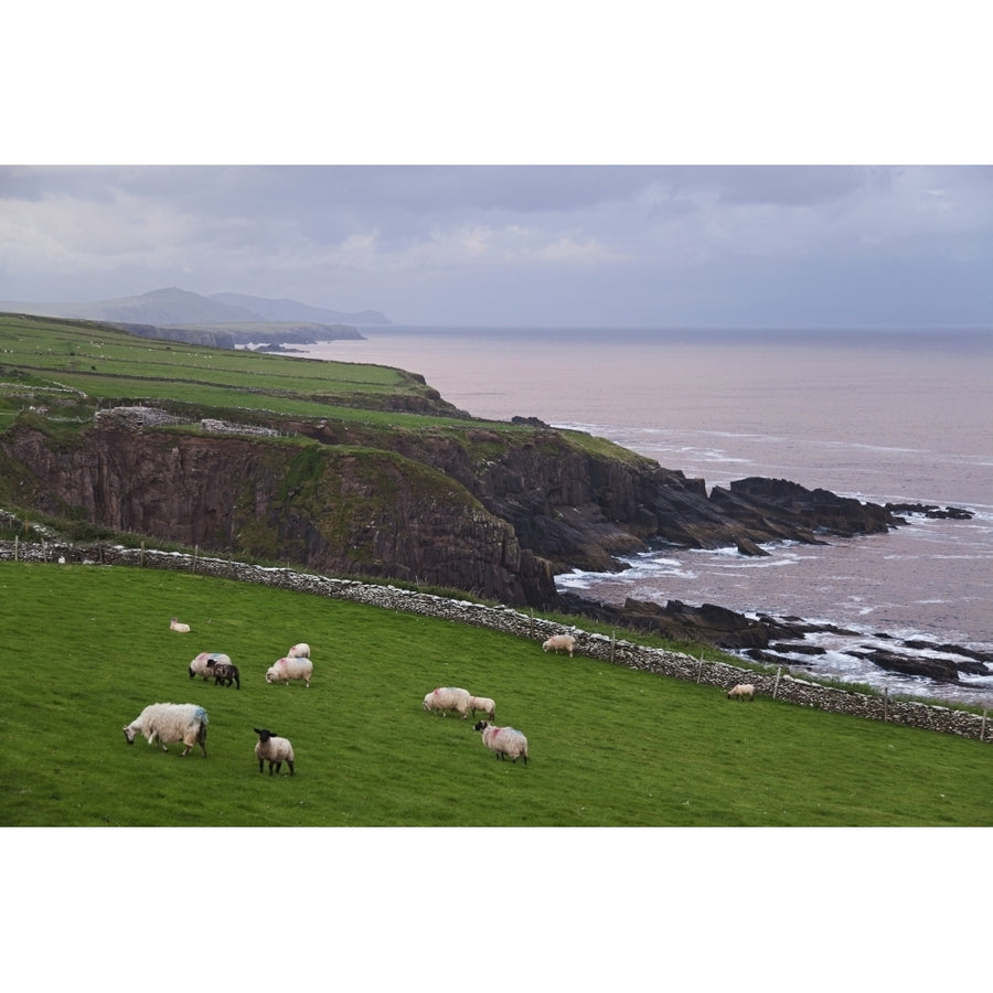 Sheep at Parkmore Point near Dingle Dingle Peninsula; County Kerry Ireland Poster Print (8 x 10) Image 1