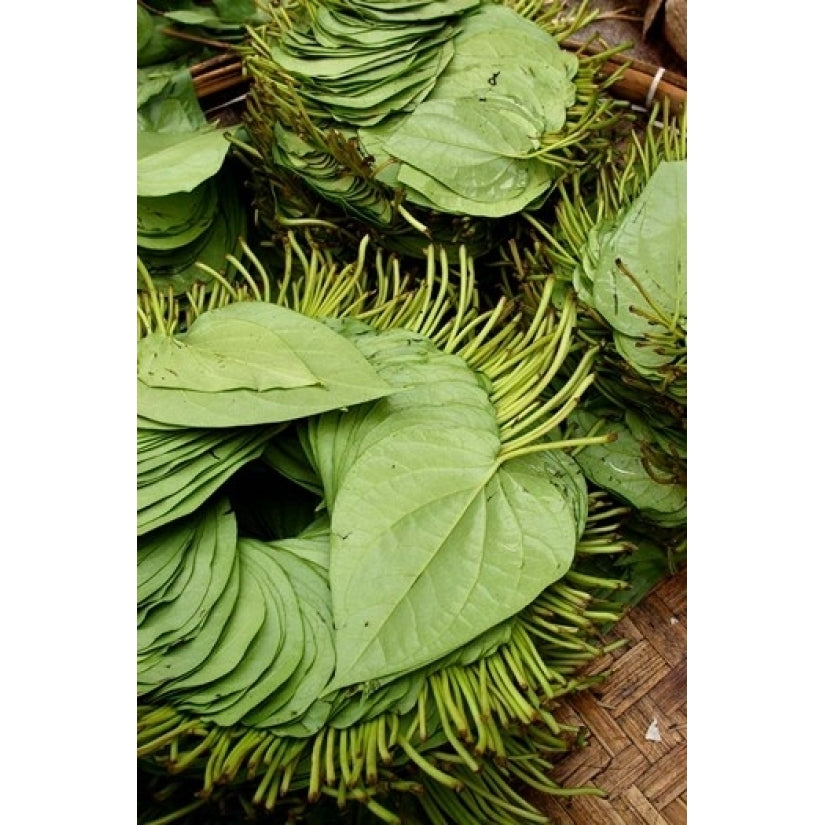 Betel Leaves (8 x 10) Used to Make Quids For Sale at Market Myanmar Print by Jay Sturdevant (8 x 10) Image 1