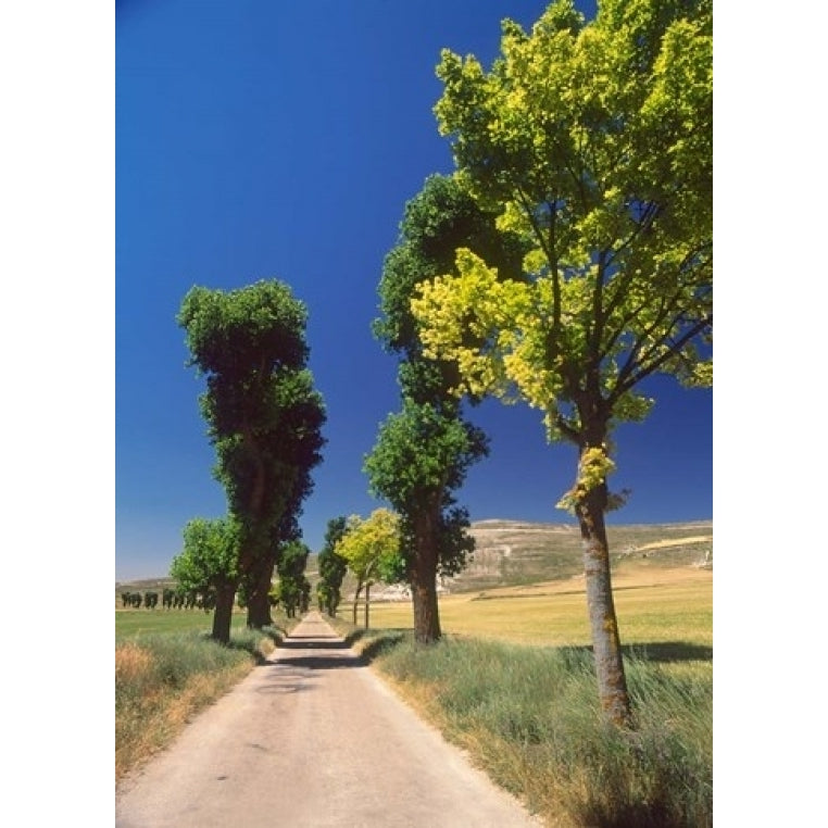 Pilgrimage Road El Camino de Santiago de Compostela Castile Spain Print by David Barnes (8 x 10) Image 1