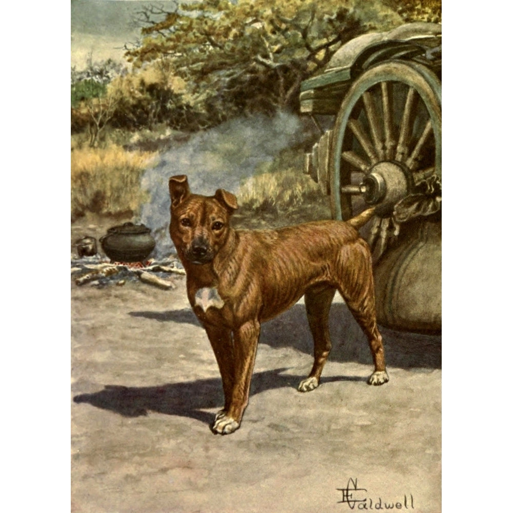 Jock of the Bushveld 1913 Jock Poster Print by Edmund Caldwell (8 x 10) Image 1