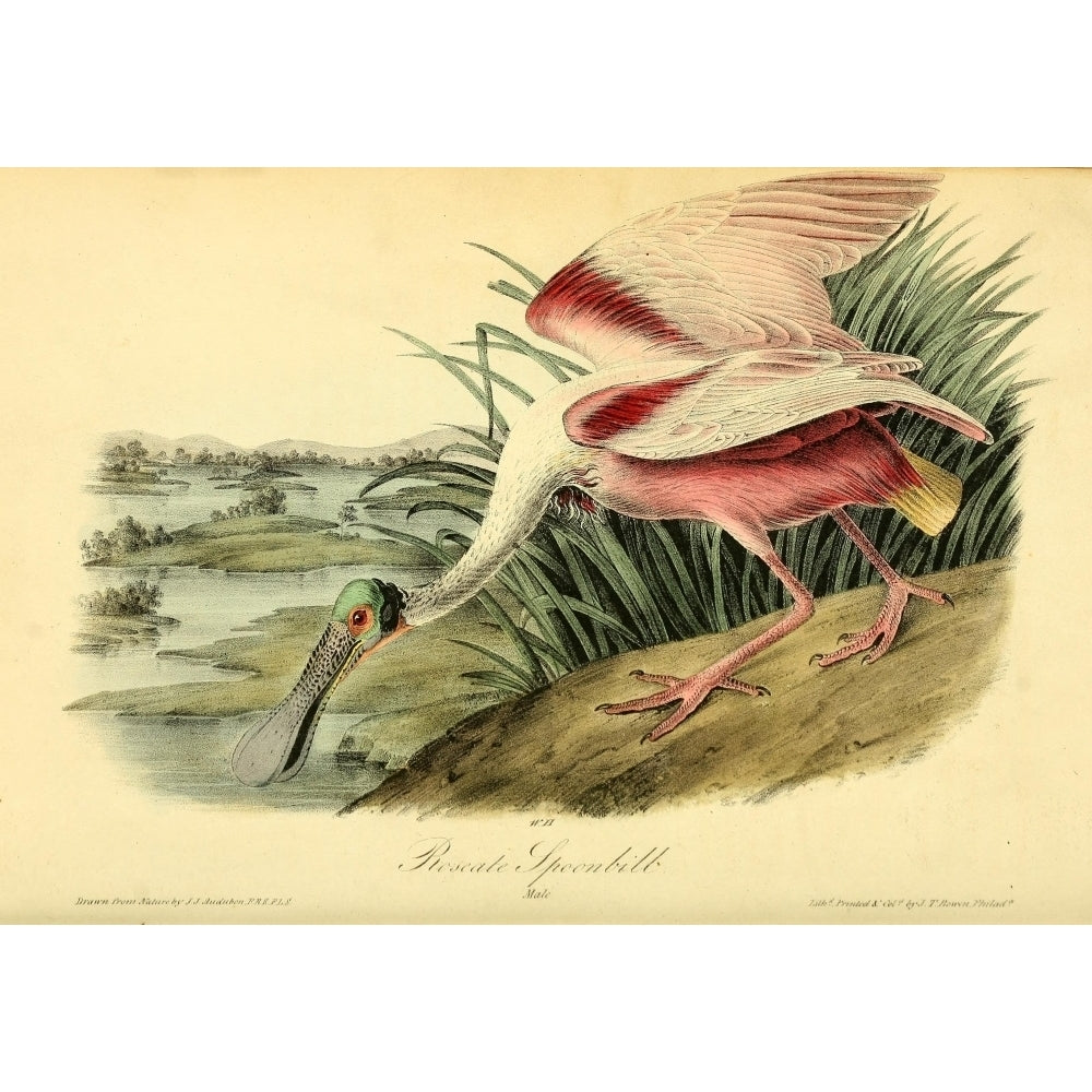 Birds of America 1844 Roseate Spoonbill Poster Print by J.J. Audubon (8 x 10) Image 1