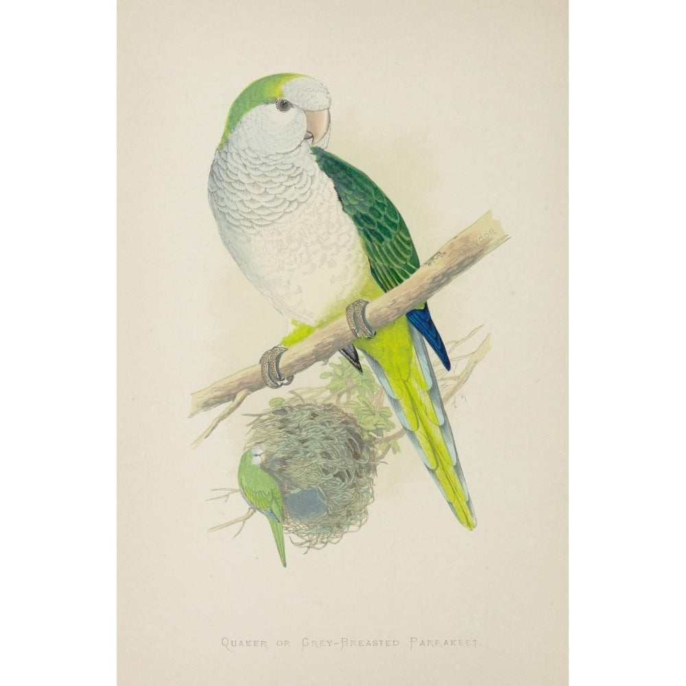 Parrots in Captivity 1884 Quaker Parakeet Poster Print by A.F. Lydon (8 x 10) Image 1