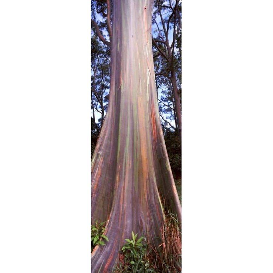 Rainbow eucalyptus (8 x 10) tree Hana Highway Maui Hawaii USA Poster Print (8 x 10) Image 1