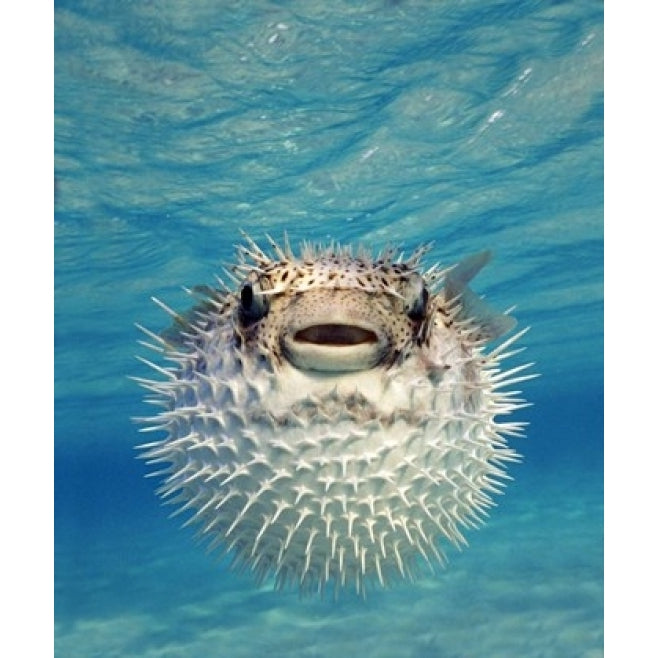 Close-up of a Puffer fish Bahamas Poster Print by Panoramic Images (8 x 10) Image 1