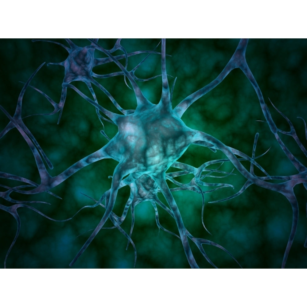 Microscopic view of multiple nerve cells known as neurons Poster Print (8 x 10) Image 1