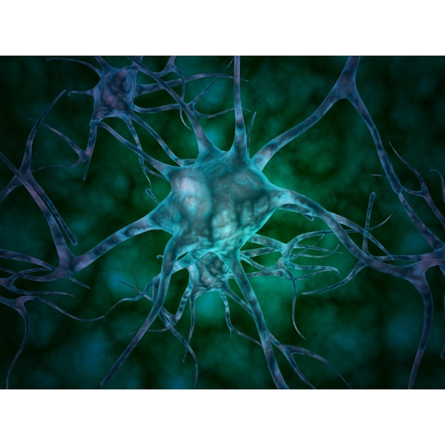 Microscopic view of multiple nerve cells known as neurons Poster Print (8 x 10) Image 1