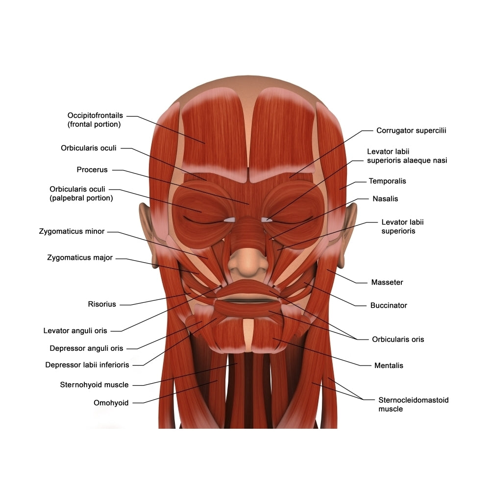 Facial muscles of the human head (8 x 10) Poster Print (8 x 10) Image 1