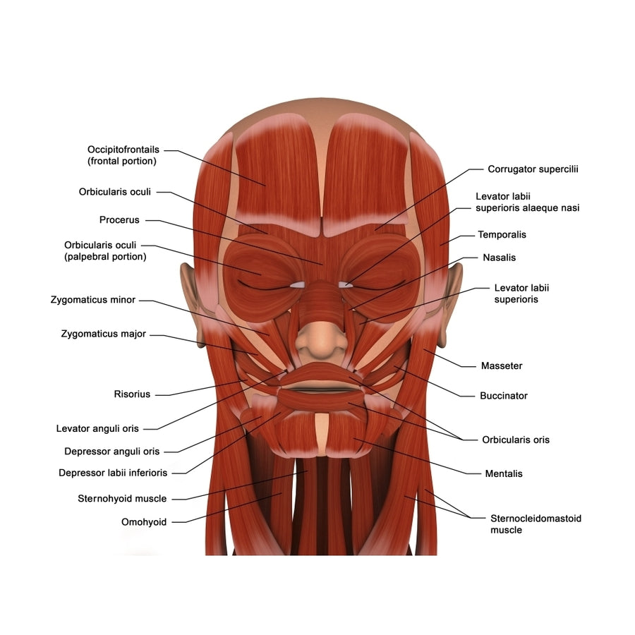 Facial muscles of the human head (8 x 10) Poster Print (8 x 10) Image 1