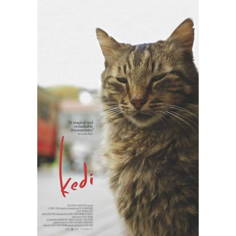 Kedi Movie Poster (11 x 17) - Item MOVGB93455 Image 1