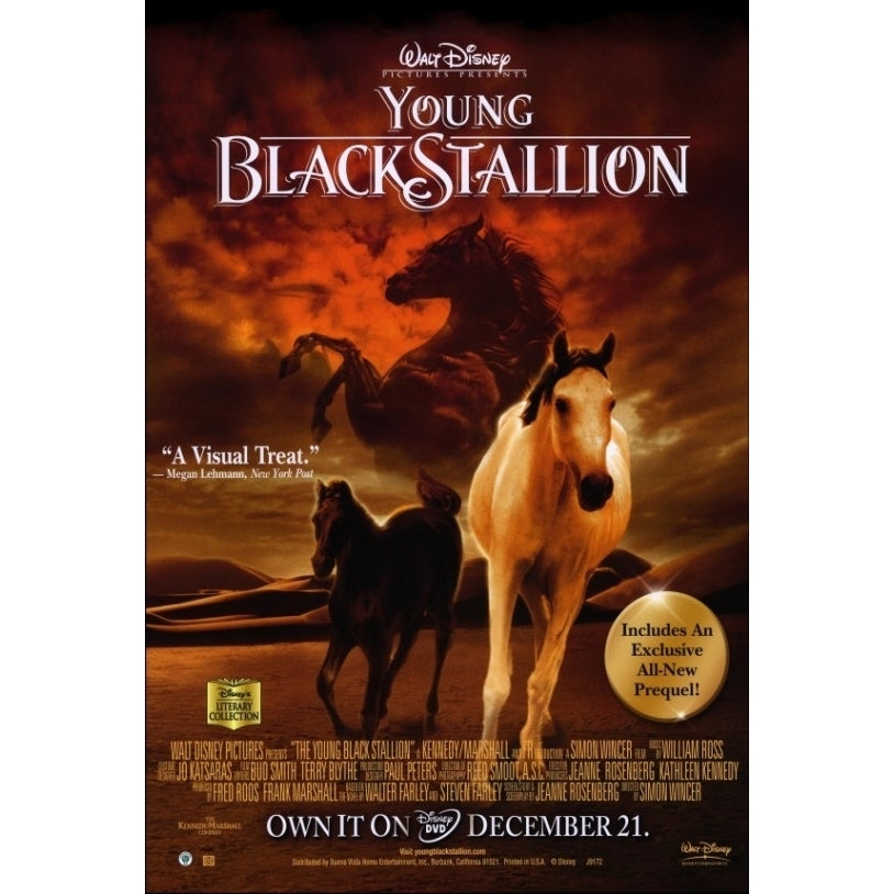 Young Black Stallion Movie Poster (27 x 40) - Item MOVIF3361 Image 1