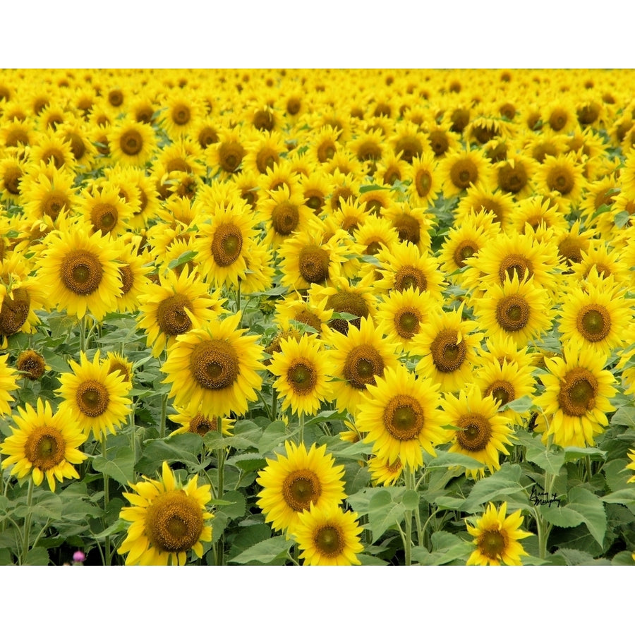 Sunflower 37 Poster Print by Greg Murphy (16 x 20) Image 1