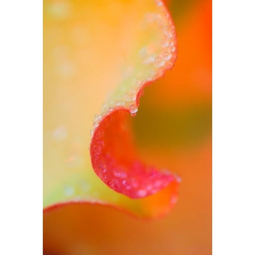 Flower Petal with Rain Drop Poster Print by Jaynes Gallery (11 x 17) Image 1