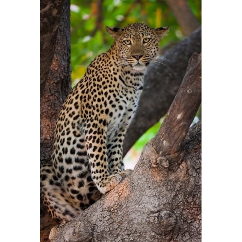 Leopard Botswana Poster Print by Art Wolfe (12 x 17) Image 1