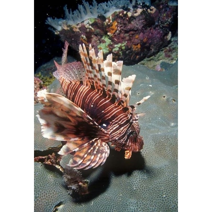 Lionfish at Daedalus Reef (13 x 19) Image 1