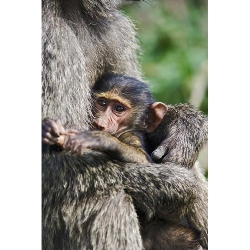 Baby Olive Baboon Lake Nakuru National Park Kenya Poster Print by Adam Jones (12 x 17) Image 1