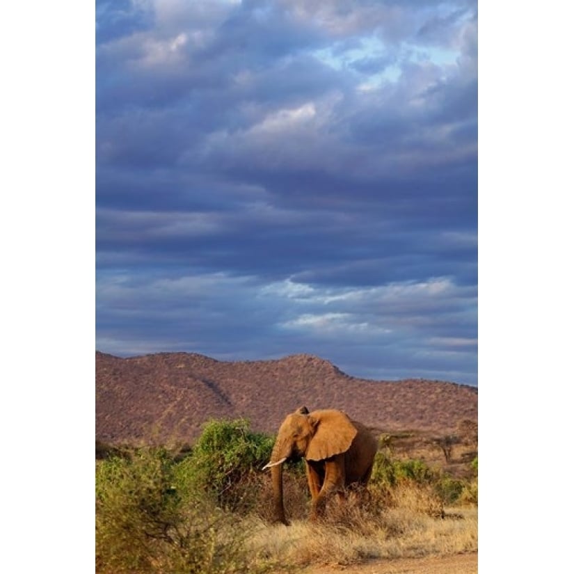 African Elephant Samburu Game Reserve Kenya Poster Print by Adam Jones (11 x 17) Image 1