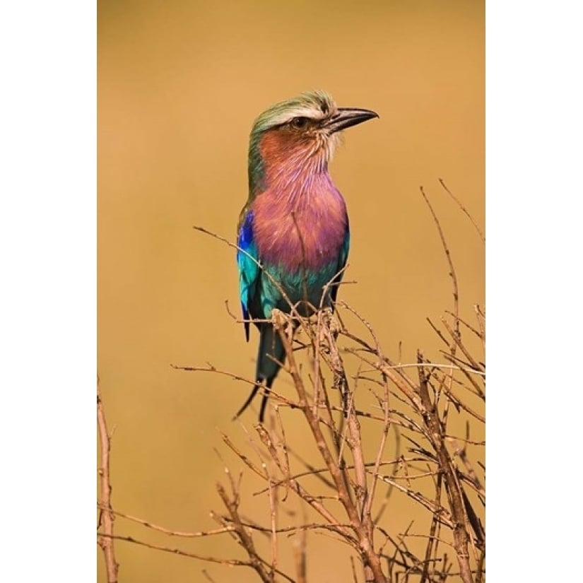 Lilac-breasted Roller Masai Mara Game Reserve Kenya Poster Print by Adam Jones (12 x 17) Image 1